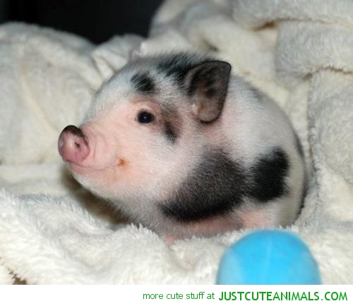 cute-little-piggy-pictures-beautiful-animal-pig-pics