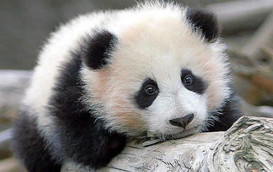 cutest-animals-in-the-world-cute-animals-cute-panda-cute-panda-bears