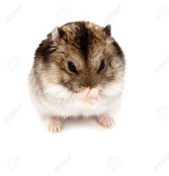 6479316-winter-white-russian-dwarf-hamster-in-studio-against-a-white-background-stock-photo